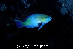 Fishs - Scarus ferrugineus by Vito Lorusso 
